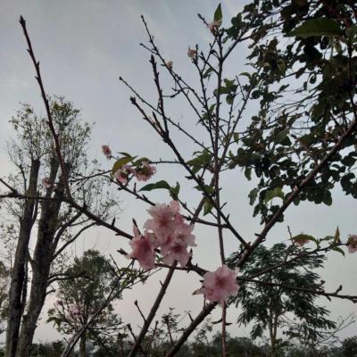 2019年桜開花